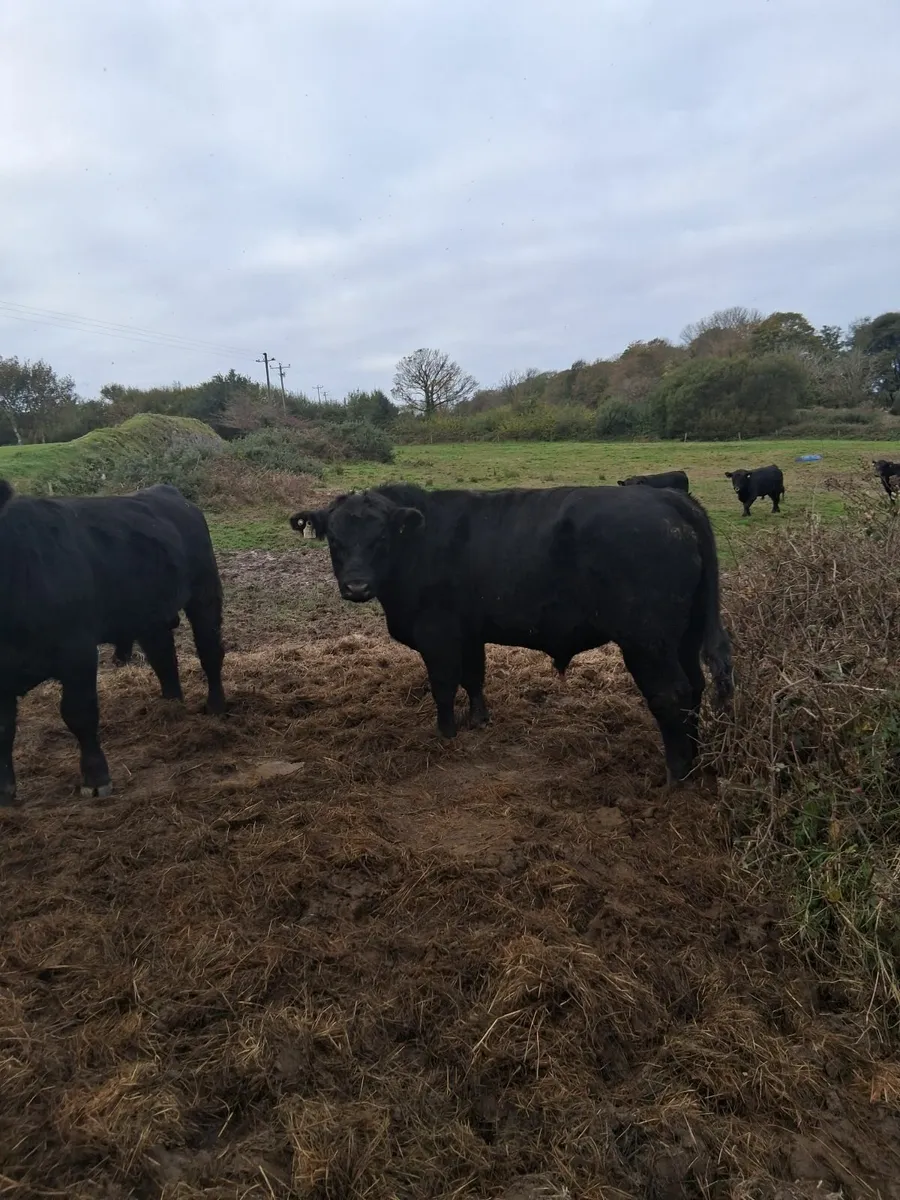 Pedigree Aberdeen Angus Bulls - Image 3