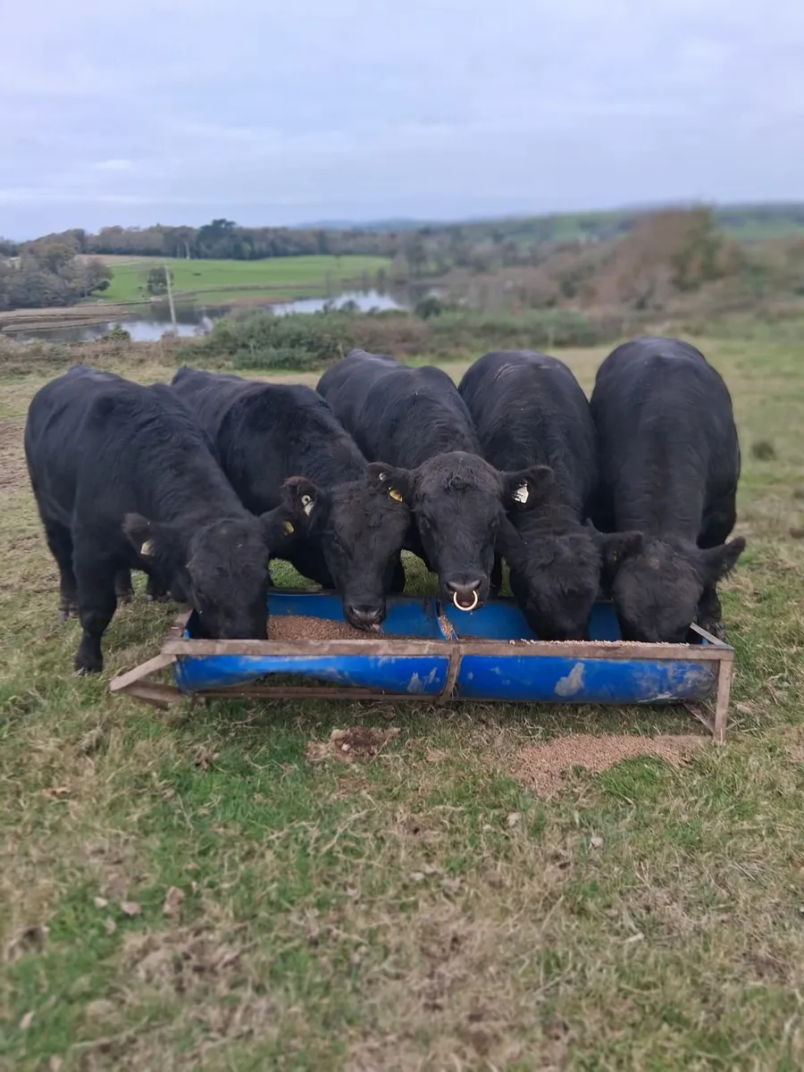 Pedigree Aberdeen Angus Bulls - Image 4