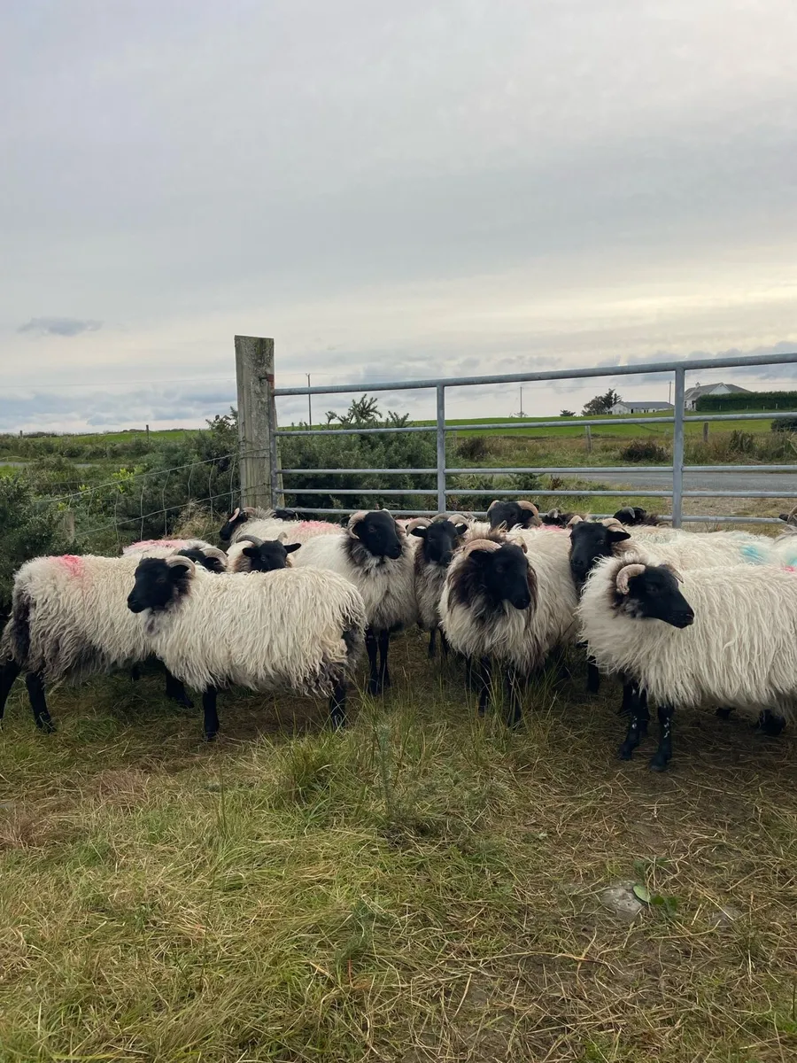 Mayo Mountain Ewe Lambs - Image 1