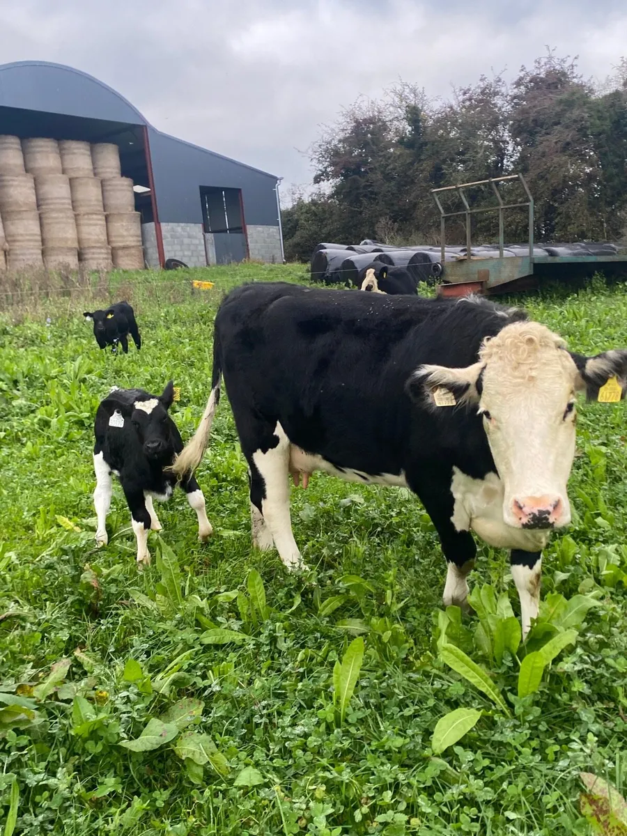 3 Cows with calves at foot - Image 1