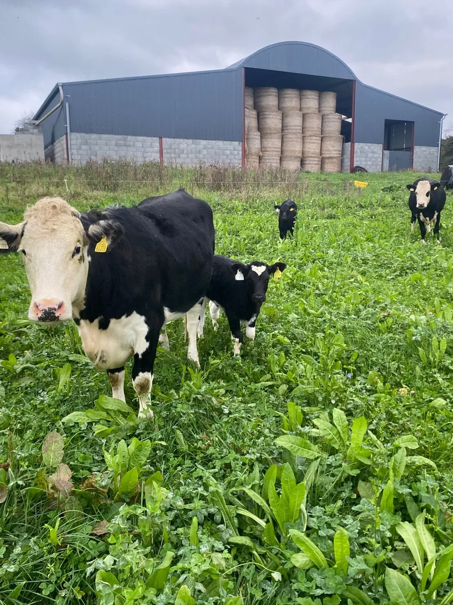 3 Cows with calves at foot - Image 2