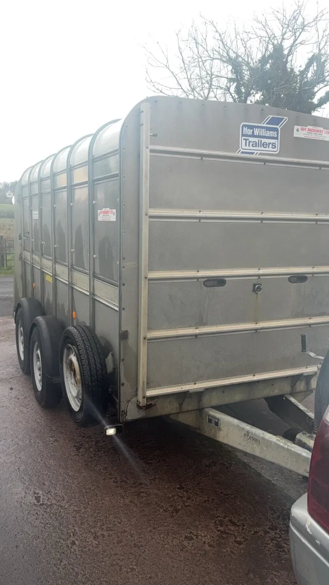 2019 Ifor Williams cattle / sheep trailer - Image 2