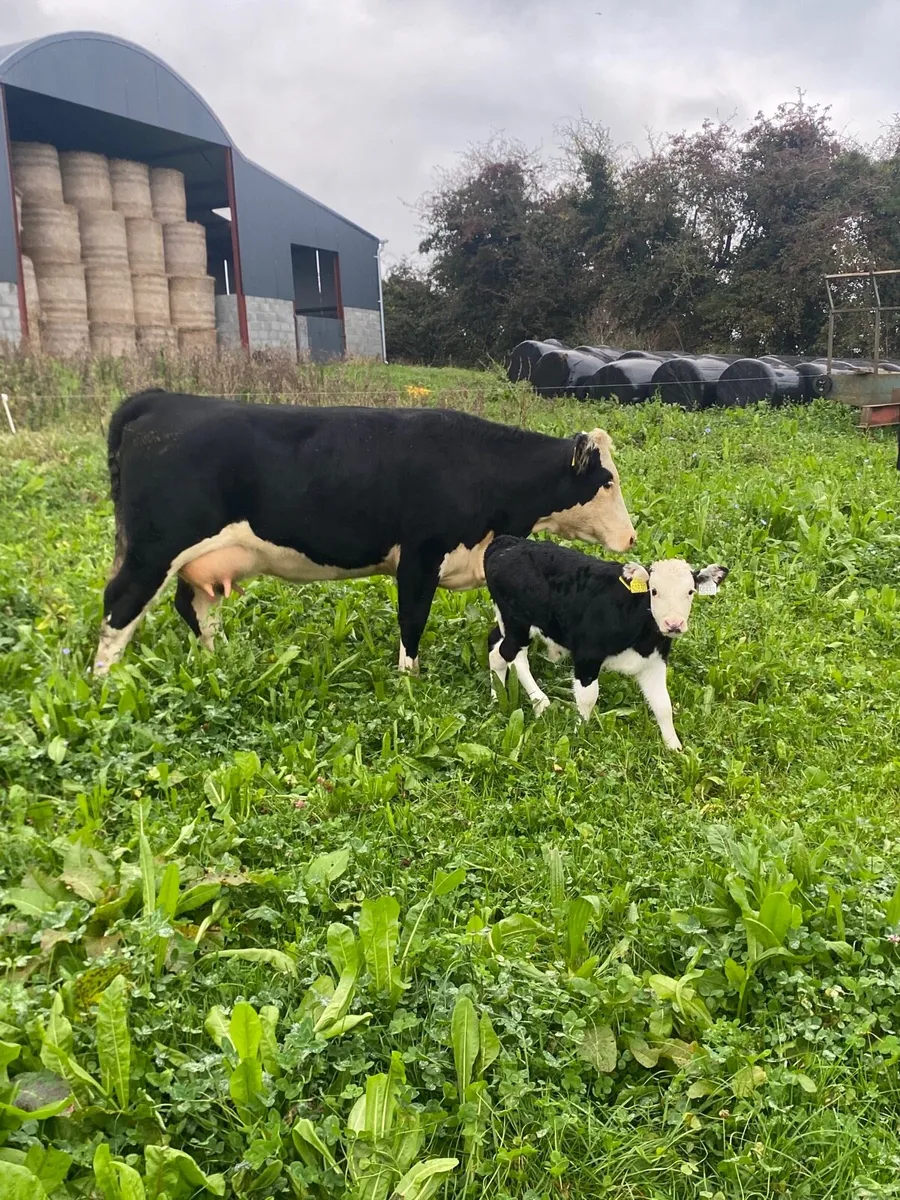 3 Cows with calves at foot - Image 3