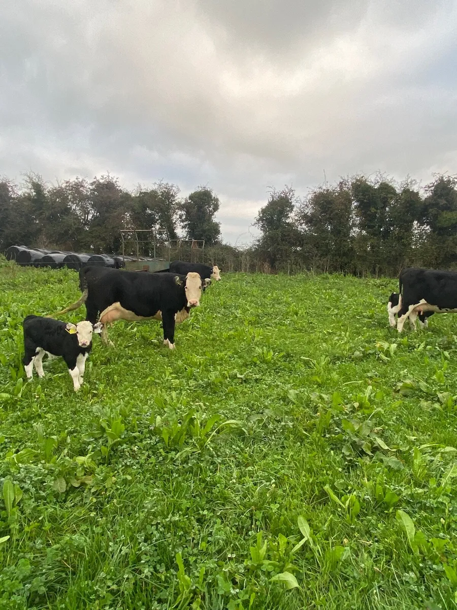 3 Cows with calves at foot - Image 4
