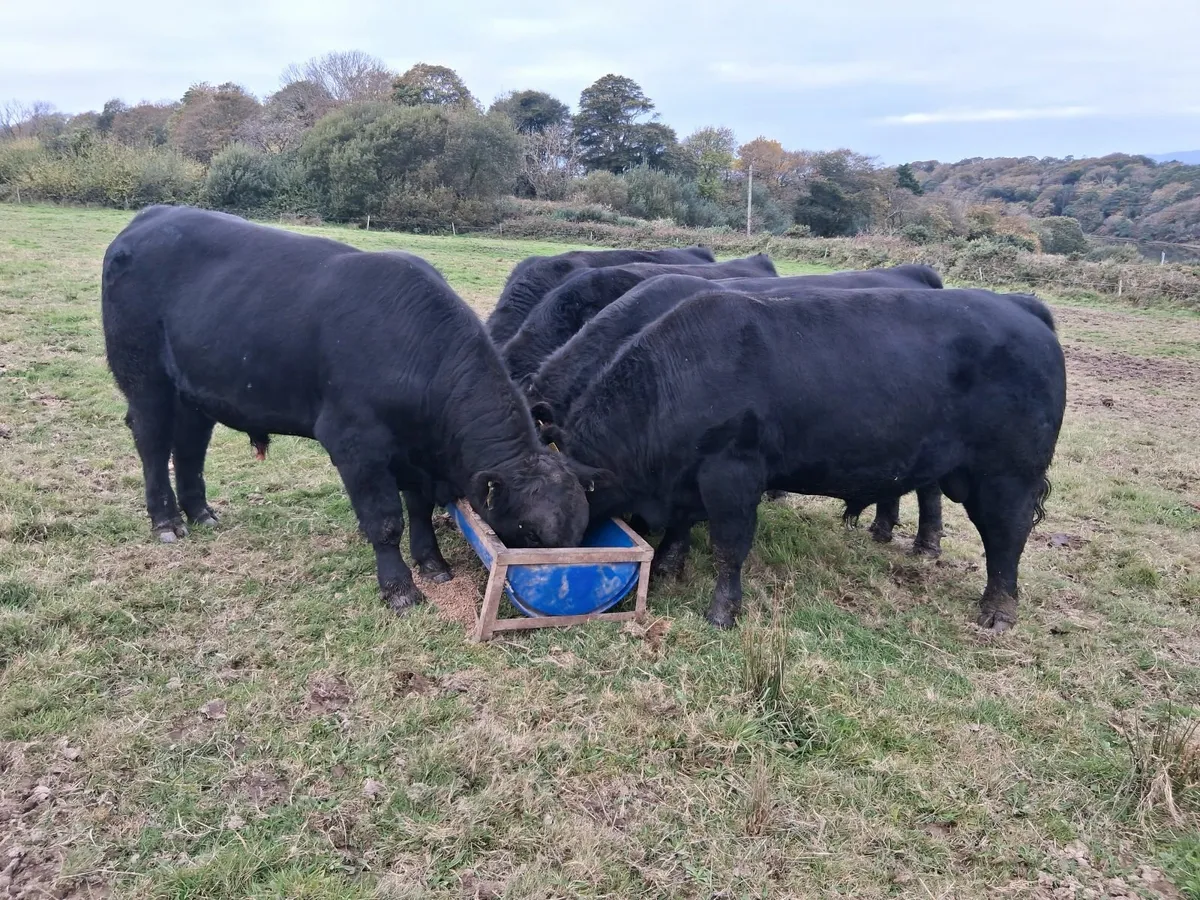 Pedigree Aberdeen Angus Bulls - Image 1