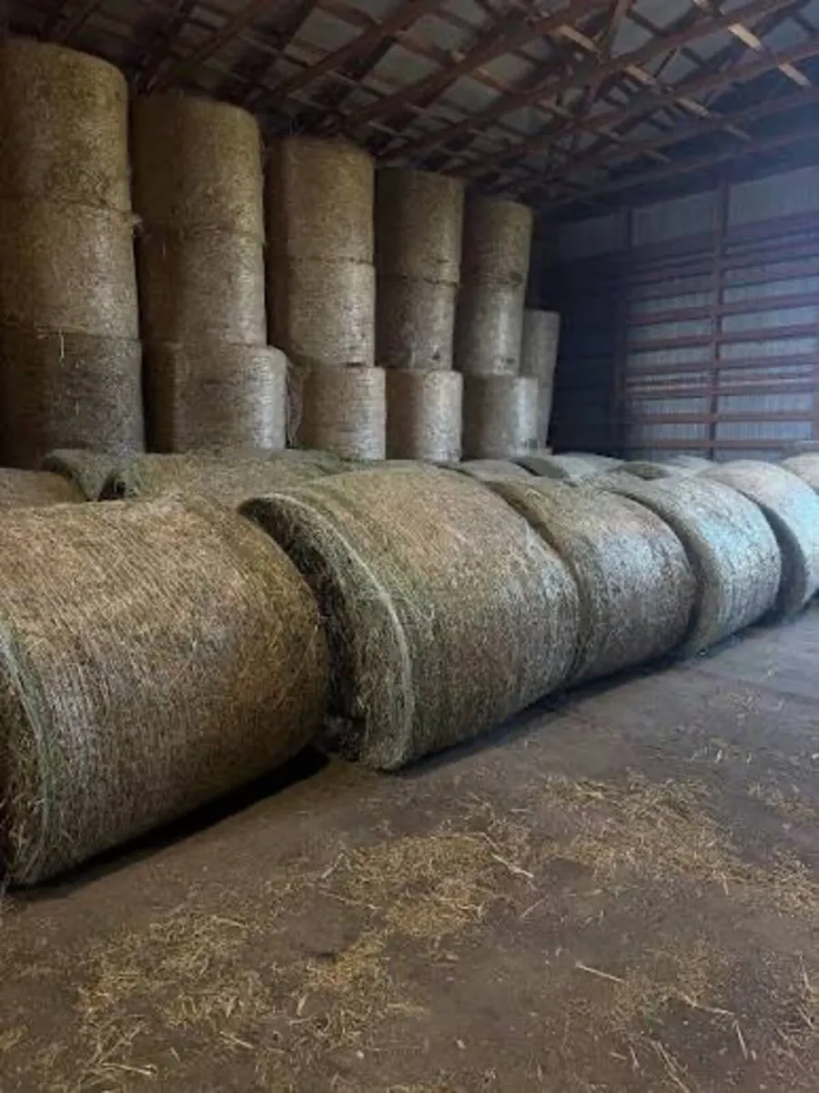 Round bale hay 2025 - Image 1