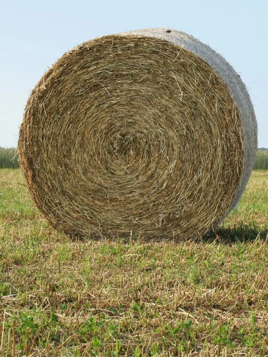 Round bale hay 2025 - Image 2
