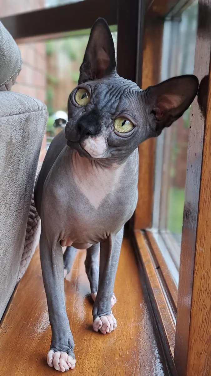 Canadian Sphynx kittens full GCCFI documents - Image 1