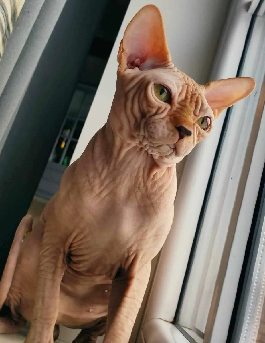Canadian Sphynx kittens full GCCFI documents - Image 2