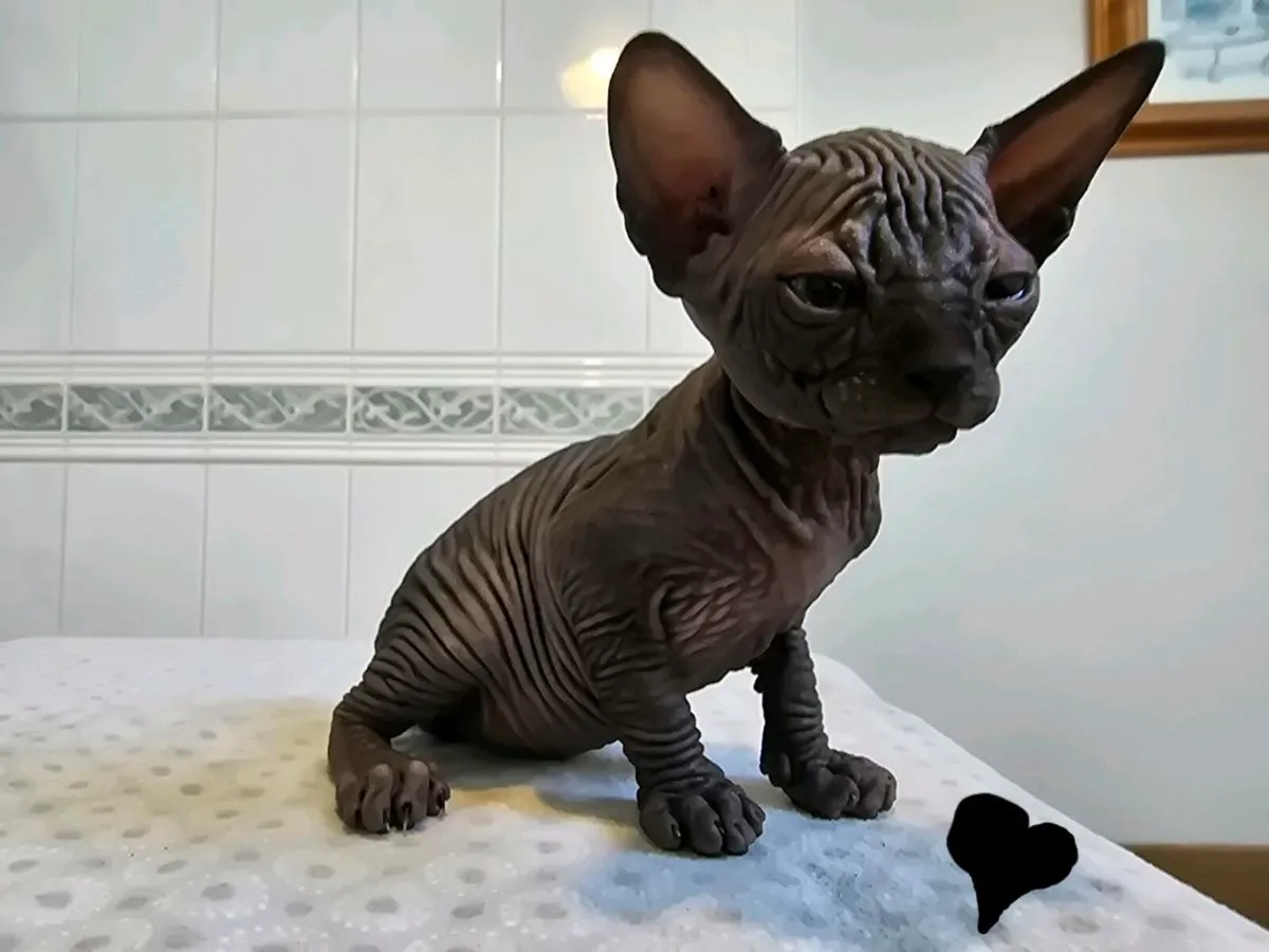 Canadian Sphynx kittens full GCCFI documents - Image 3