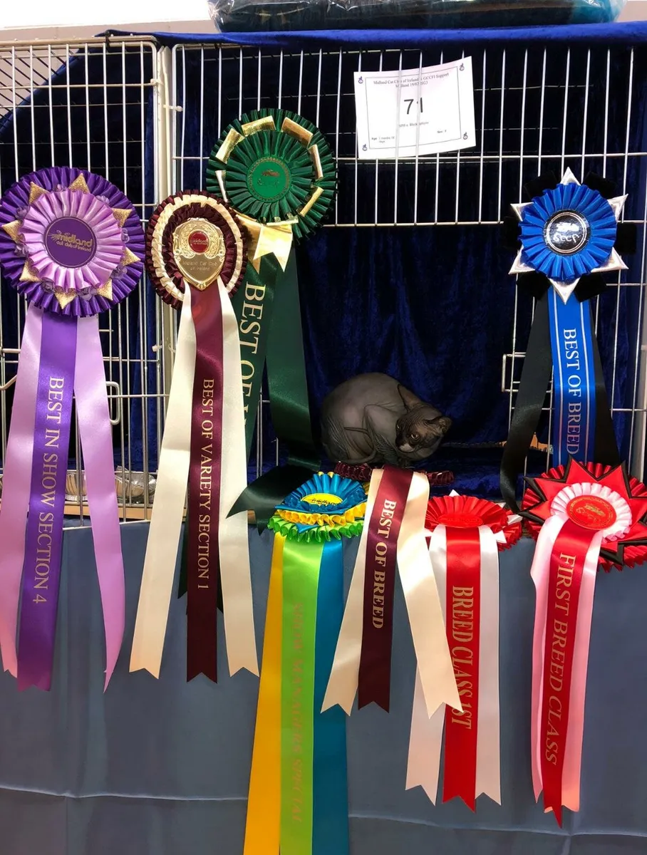 Canadian Sphynx kittens full GCCFI documents - Image 3