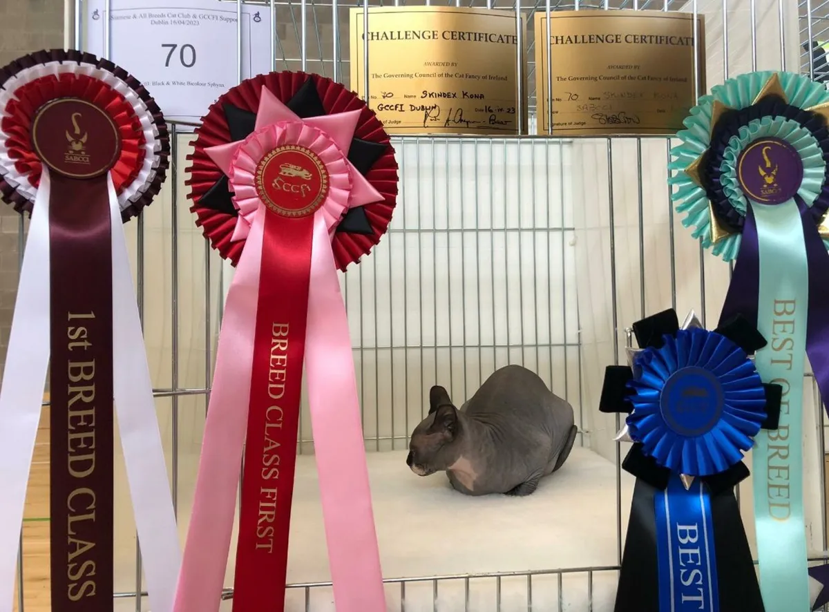 Canadian Sphynx kittens full GCCFI documents - Image 4