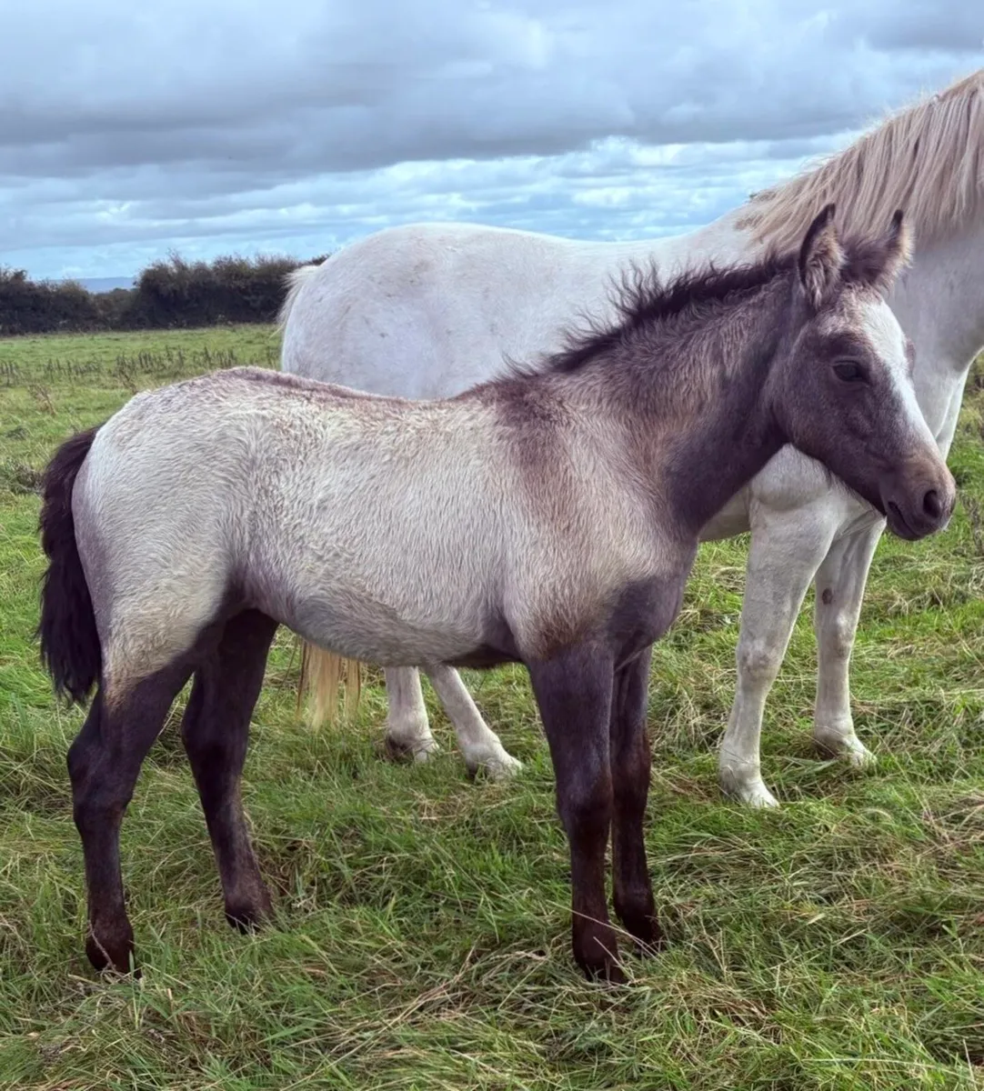 Connemara foal by Derrada Owen - Image 1
