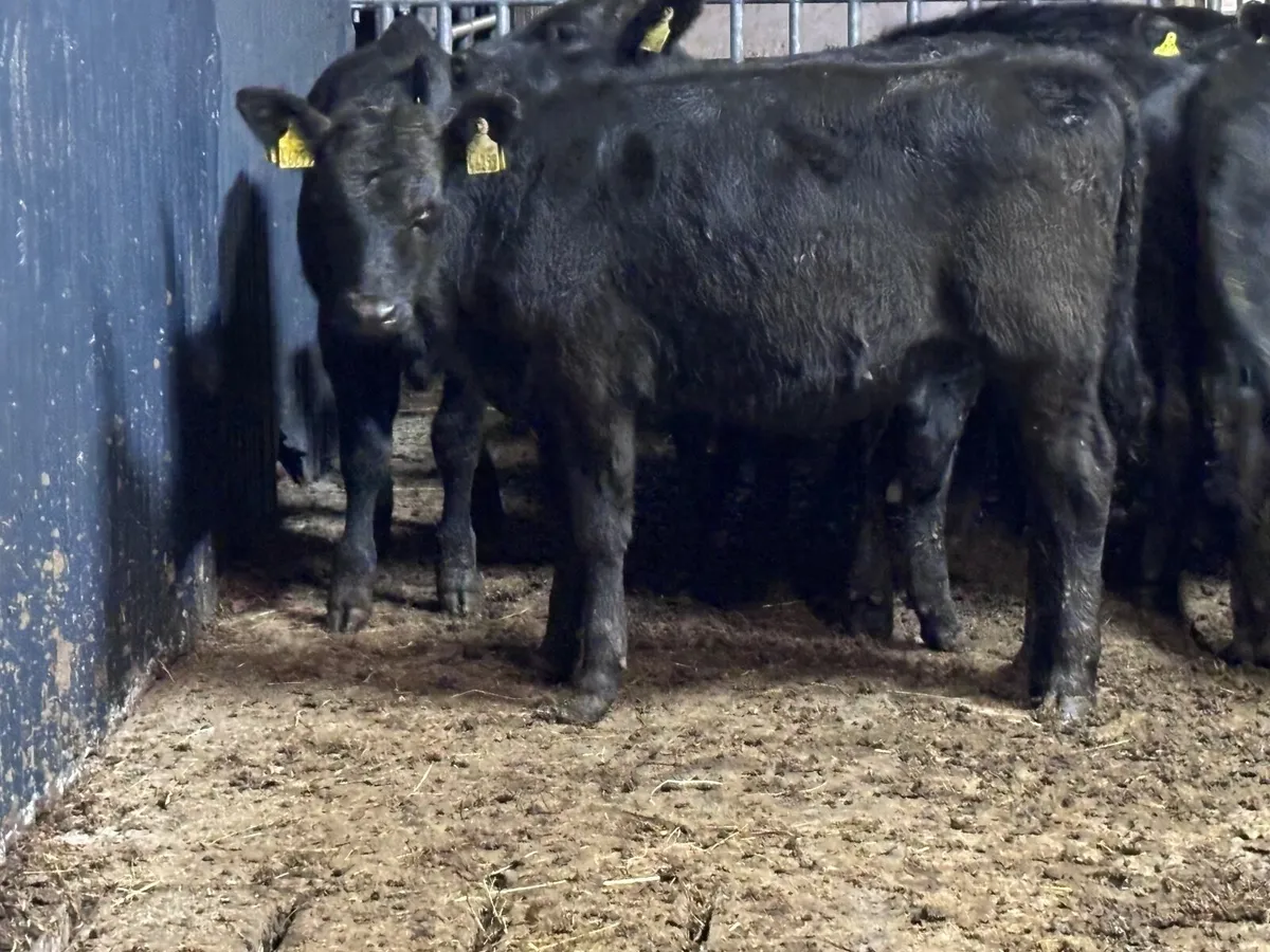 12 ABERDEEN ANGUS WEANLING HEIFERS for sale - Image 1