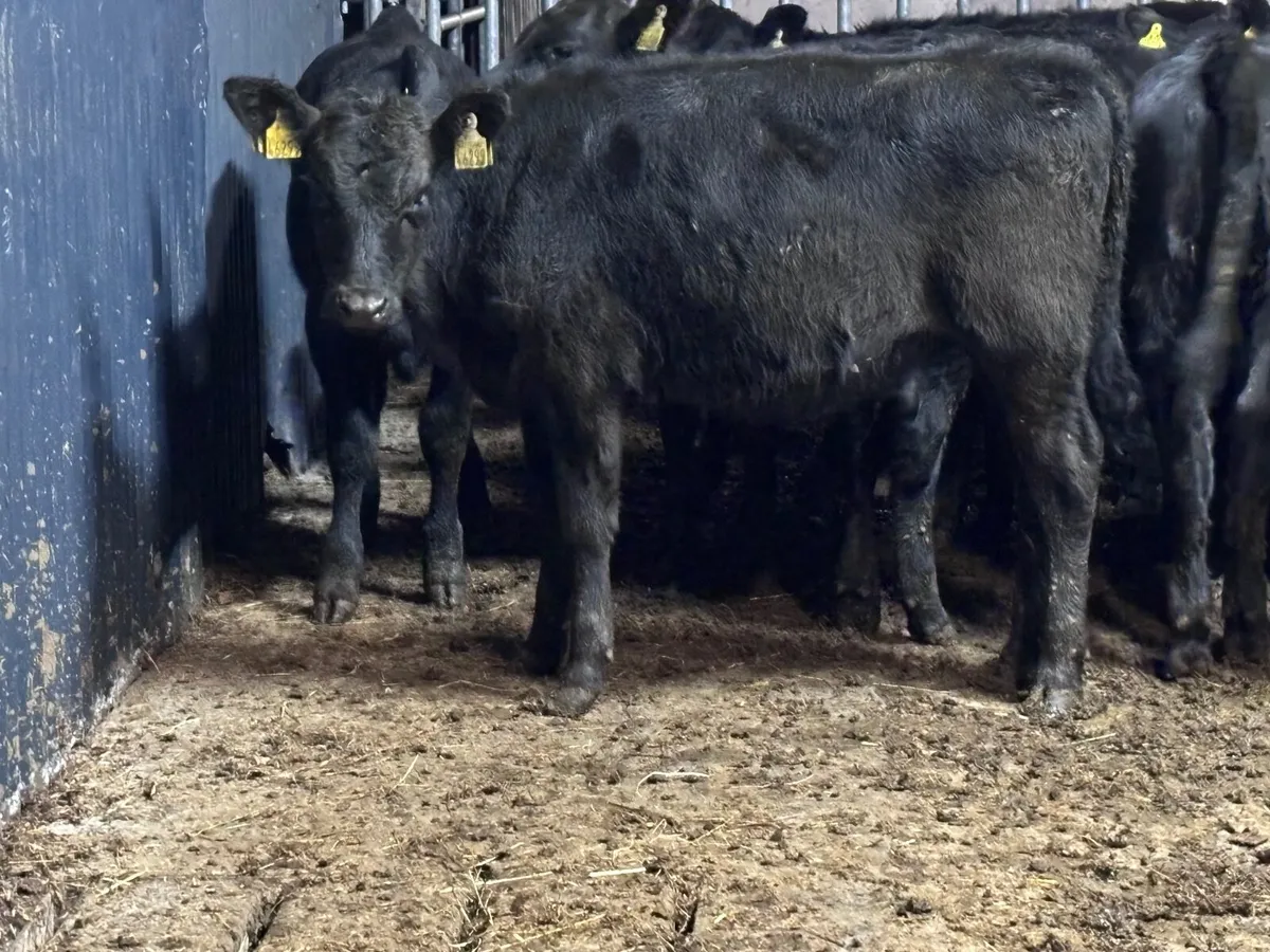 12 ABERDEEN ANGUS WEANLING HEIFERS for sale - Image 2