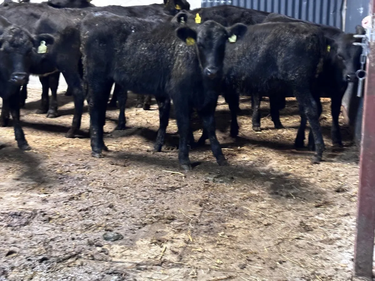 12 ABERDEEN ANGUS WEANLING HEIFERS for sale - Image 3