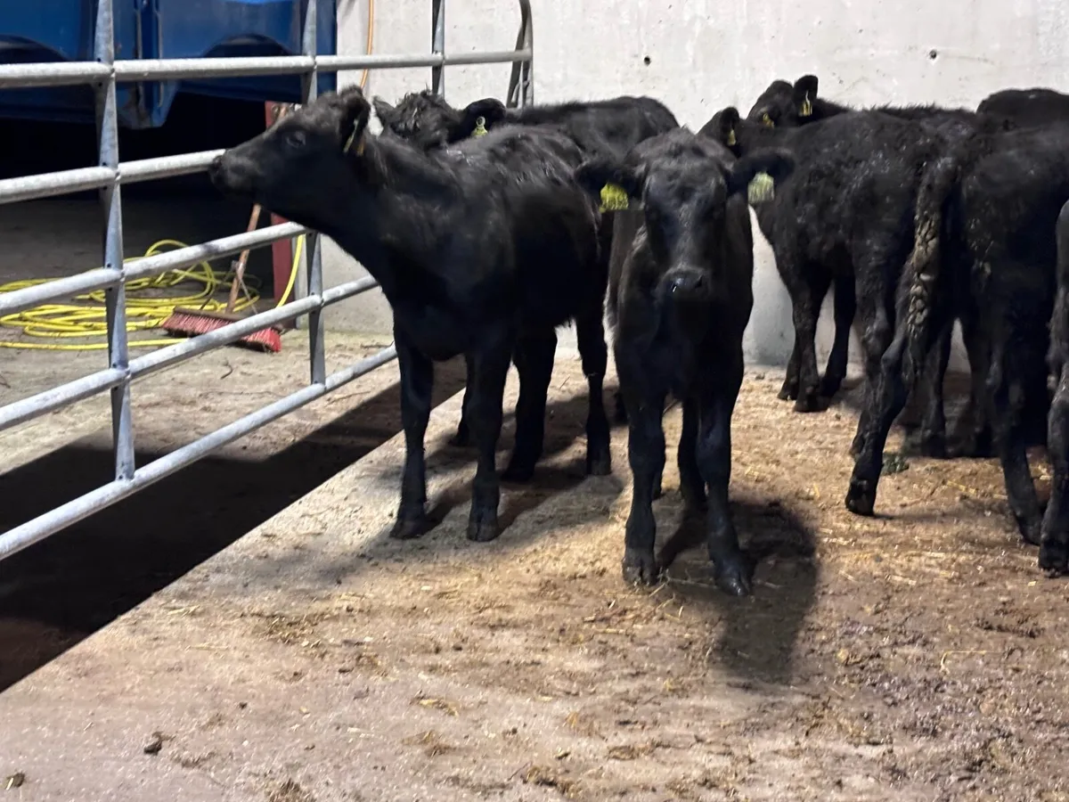12 ABERDEEN ANGUS WEANLING HEIFERS for sale - Image 4