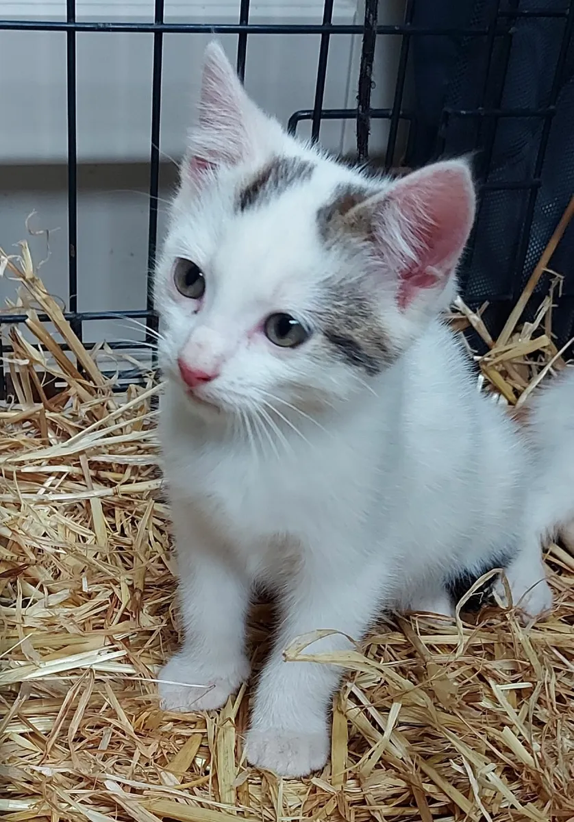 Adorable kittens - Image 2