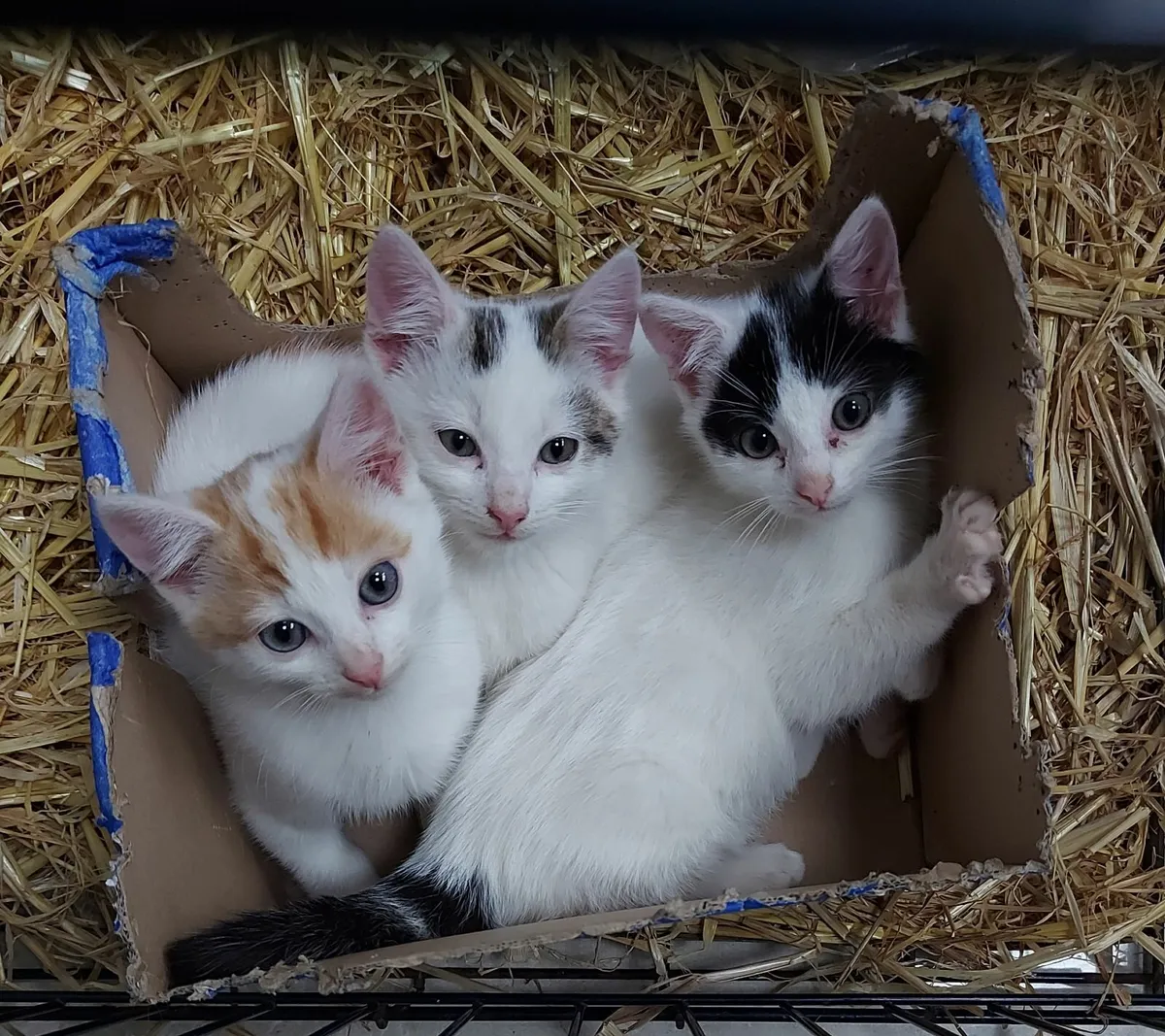 Adorable kittens - Image 1