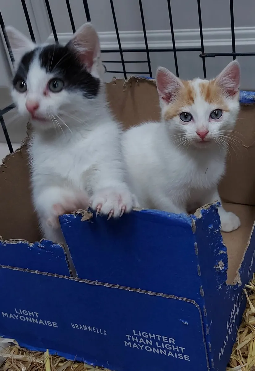 Adorable kittens - Image 3