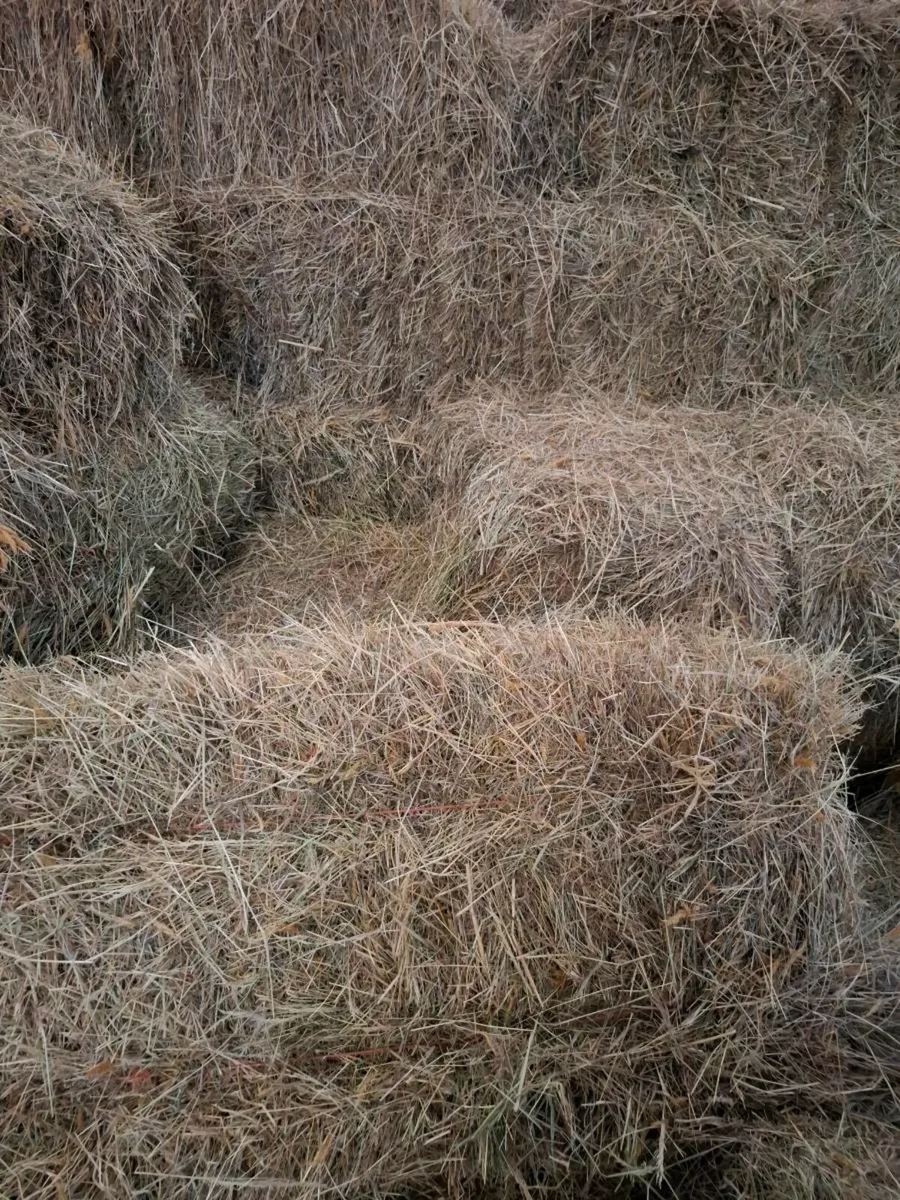 Small Square Bales Of Hay - Image 1