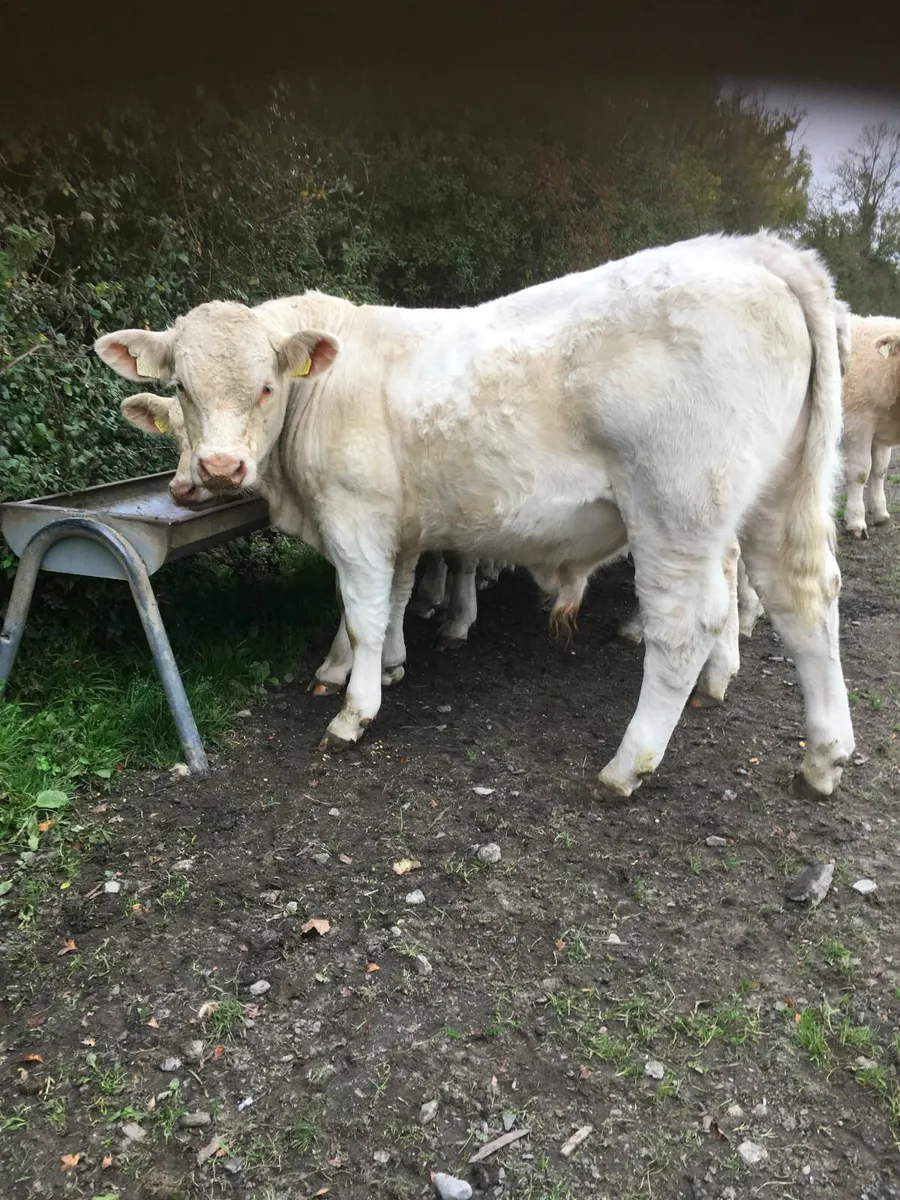 livestock - Image 1