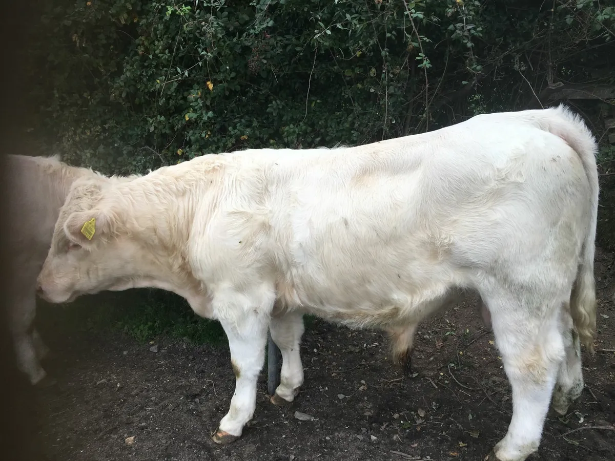livestock - Image 3