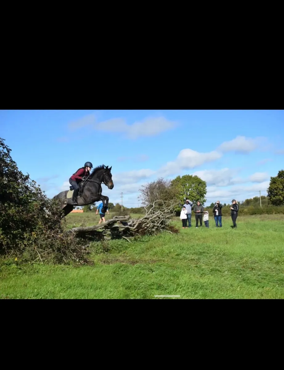 💫super sweet - 6yo Connemara X ISH Gelding💫 - Image 3
