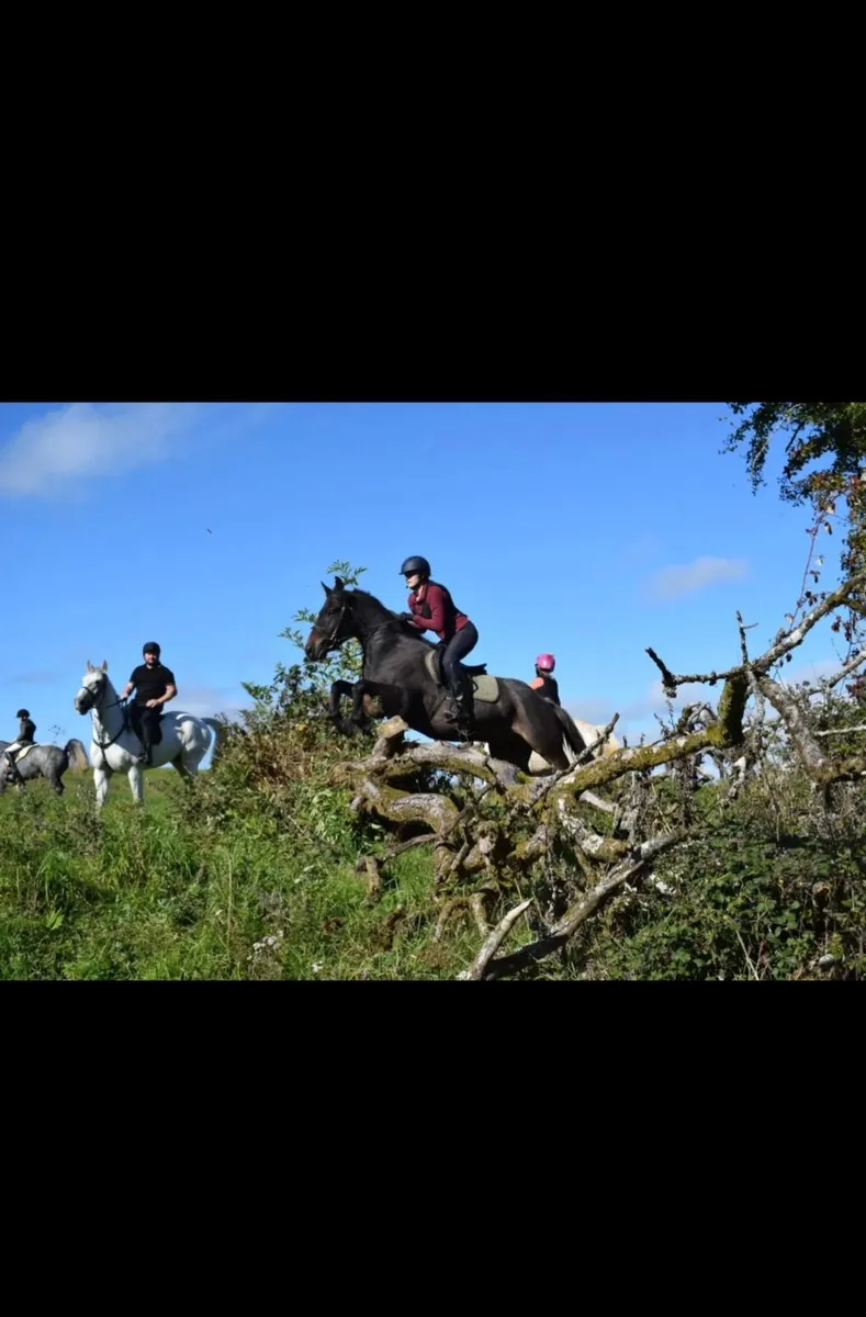 💫super sweet - 6yo Connemara X ISH Gelding💫 - Image 1