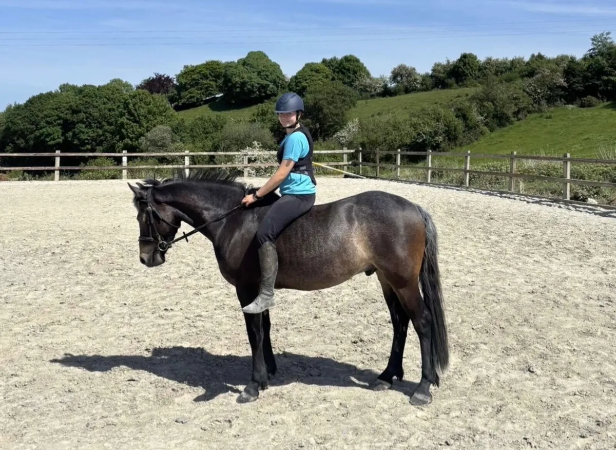 💫super sweet - 6yo Connemara X ISH Gelding💫 - Image 4