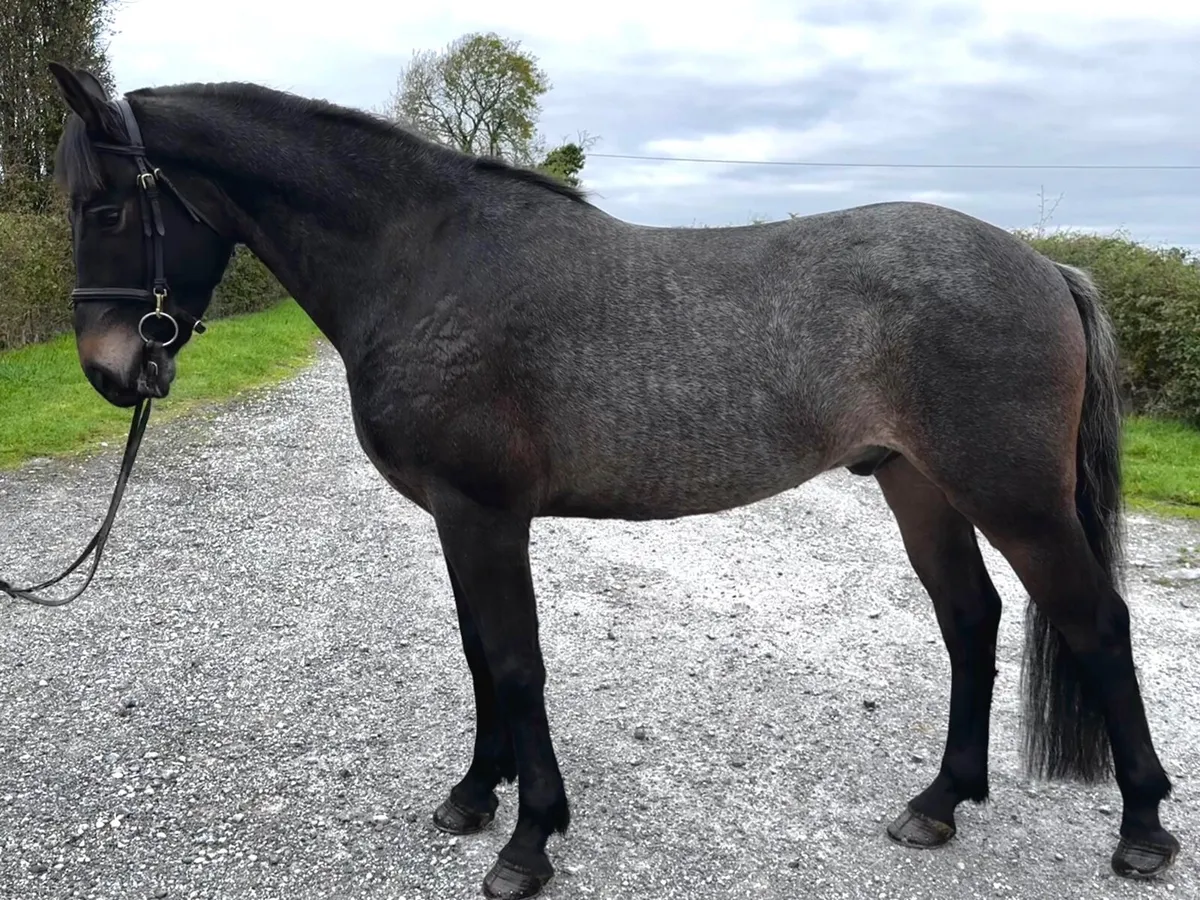 💫super sweet - 6yo Connemara X ISH Gelding💫 - Image 2