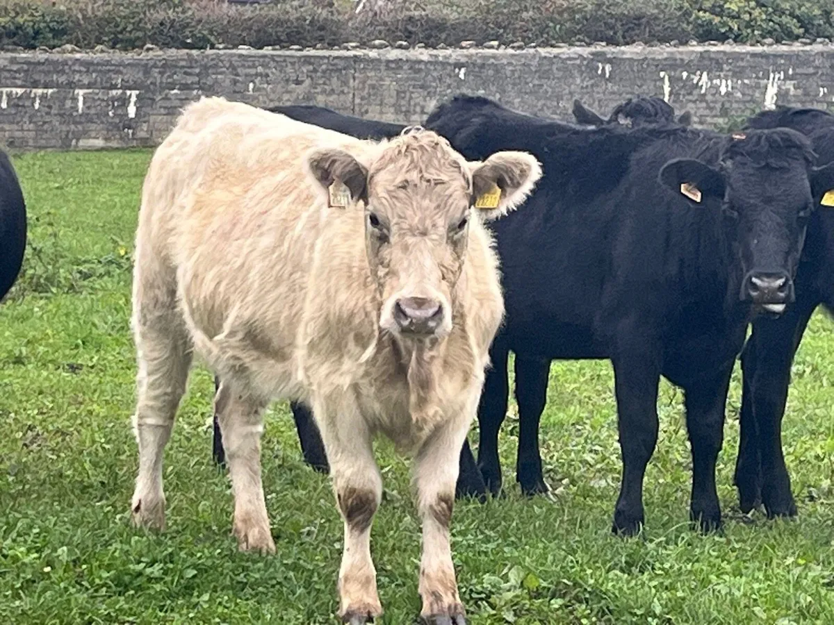Store Heifers - Image 1