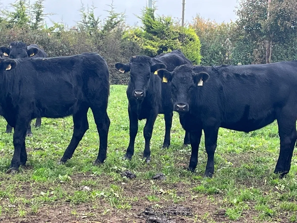 Store Heifers - Image 2