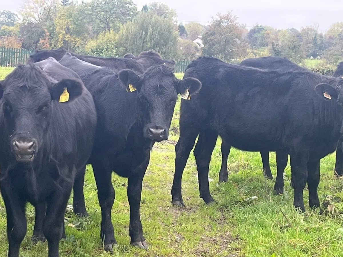 Store Heifers - Image 3