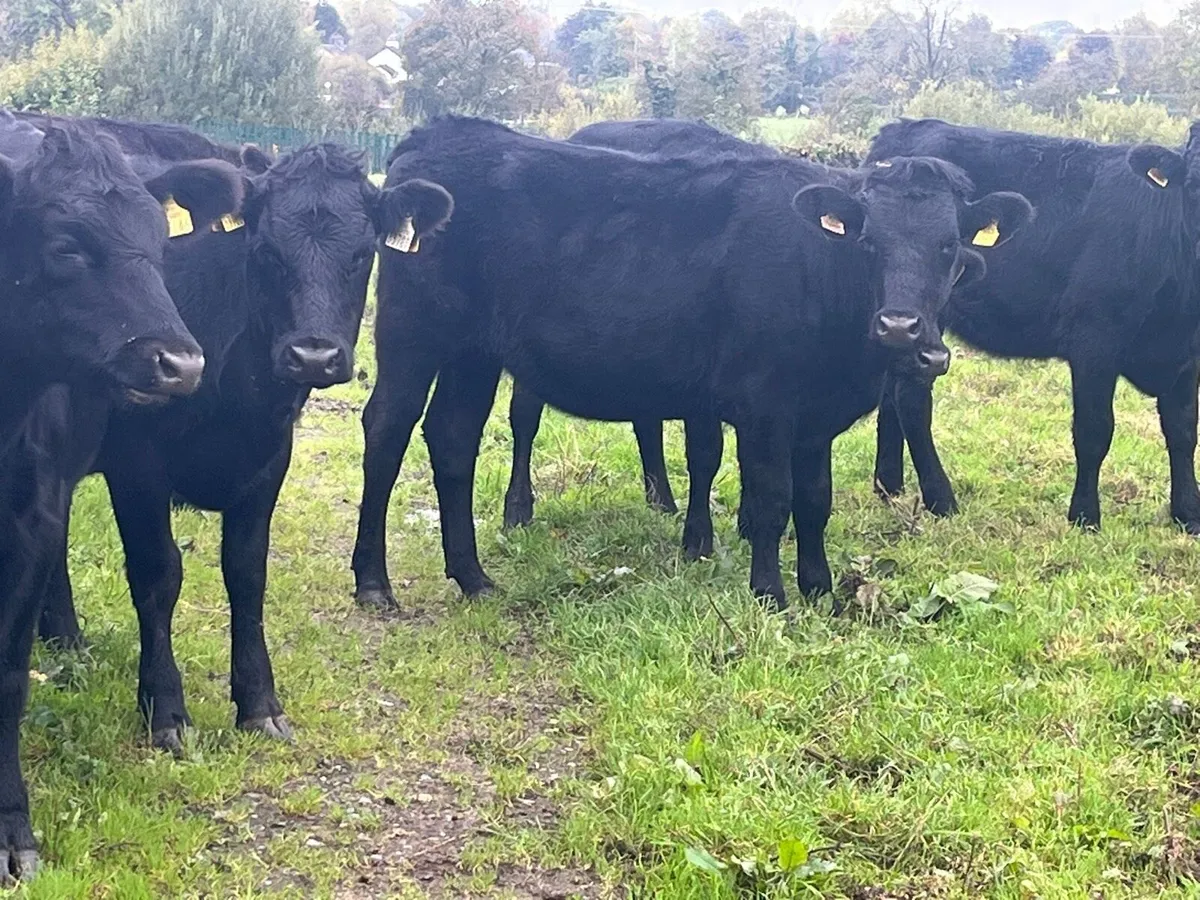 Store Heifers - Image 4