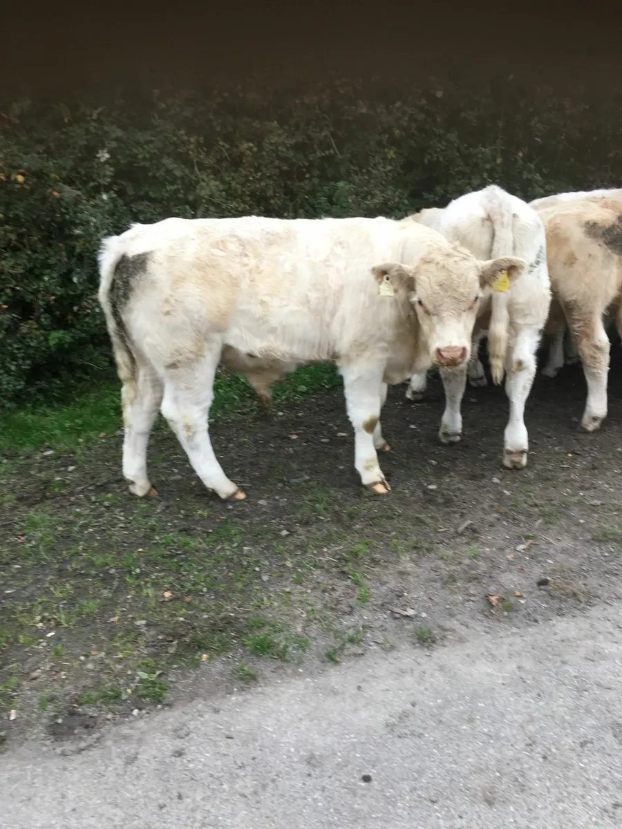 livestock - Image 2