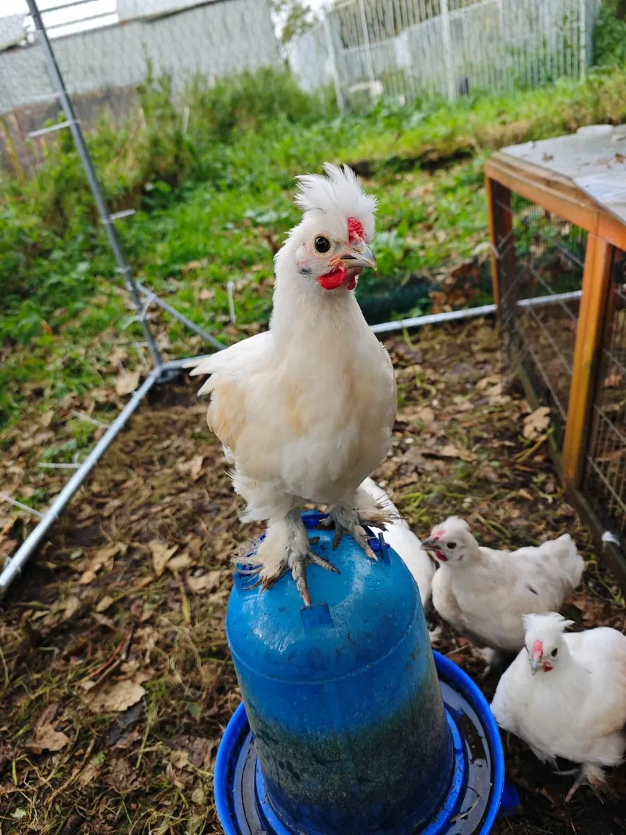 Bantam chicks - Image 1