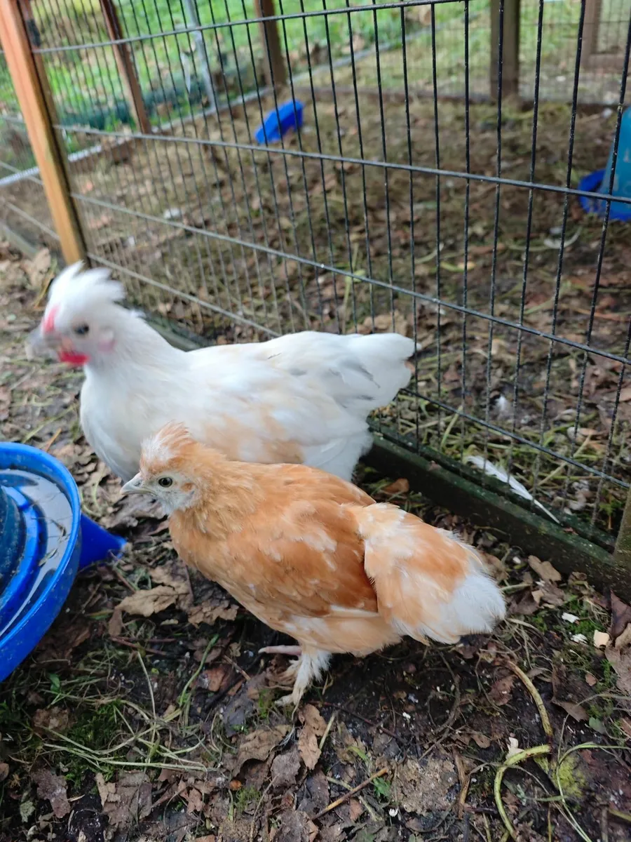 Bantam chicks - Image 2