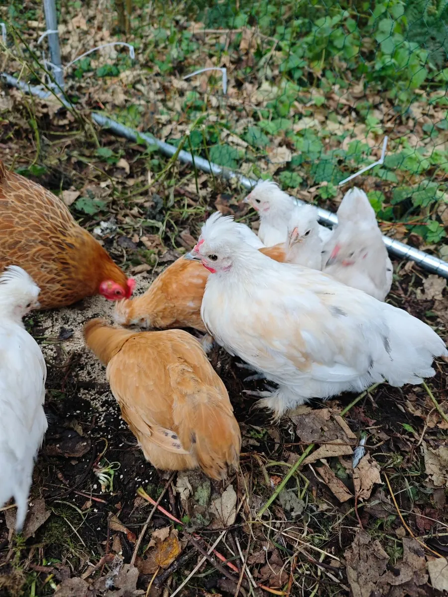 Bantam chicks - Image 4