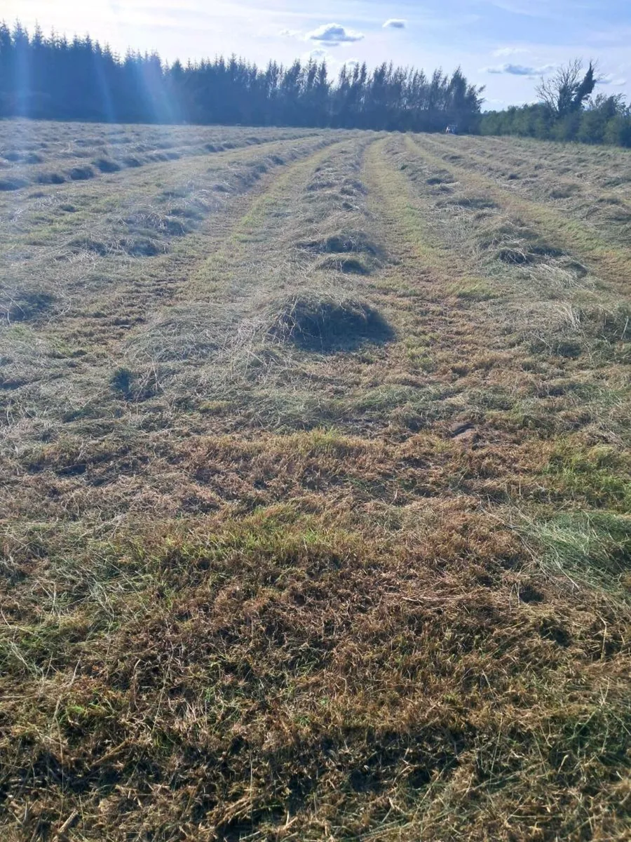 hay silage haylage - Image 1