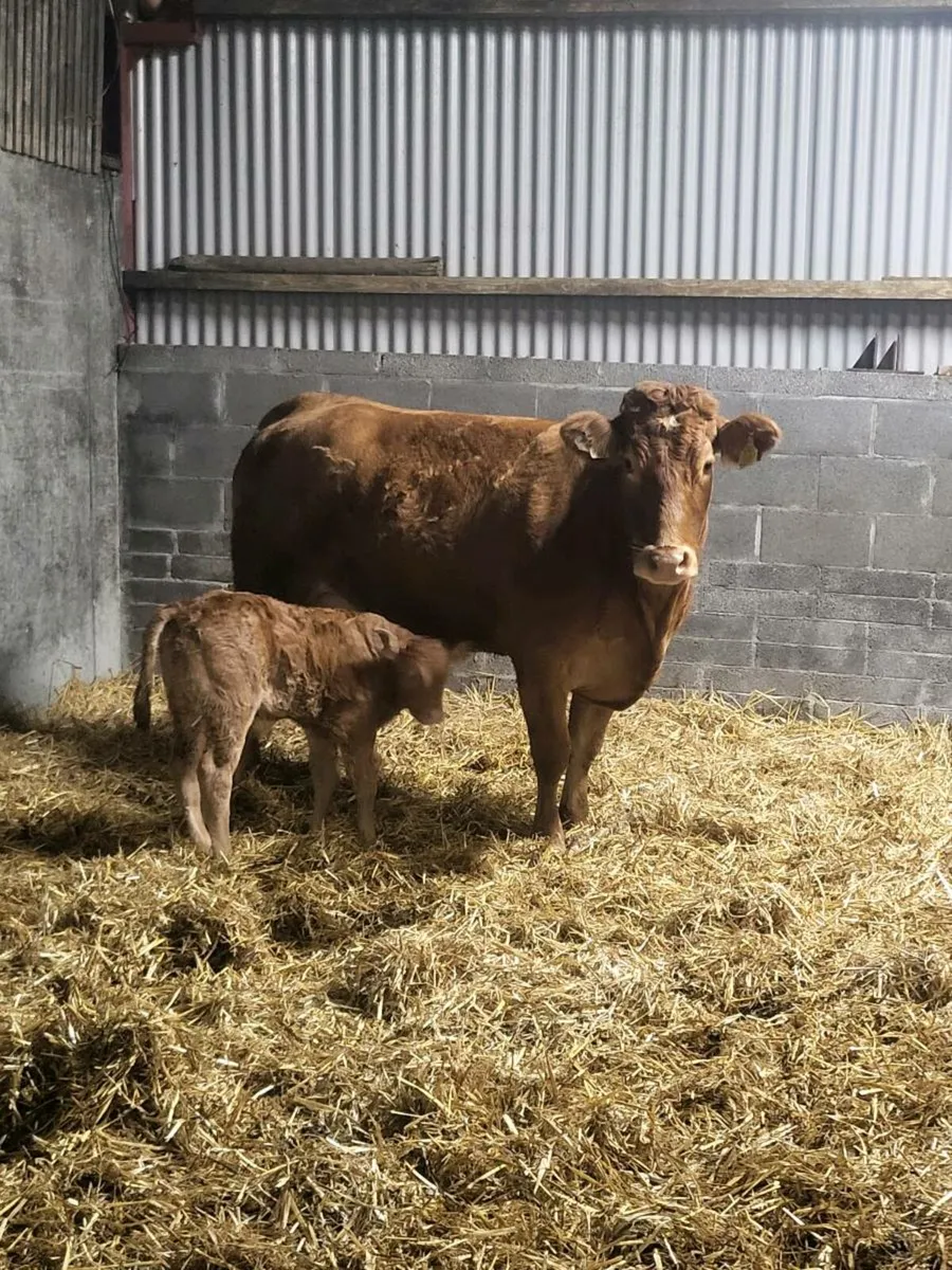 Super First Calved Heifer - Image 1