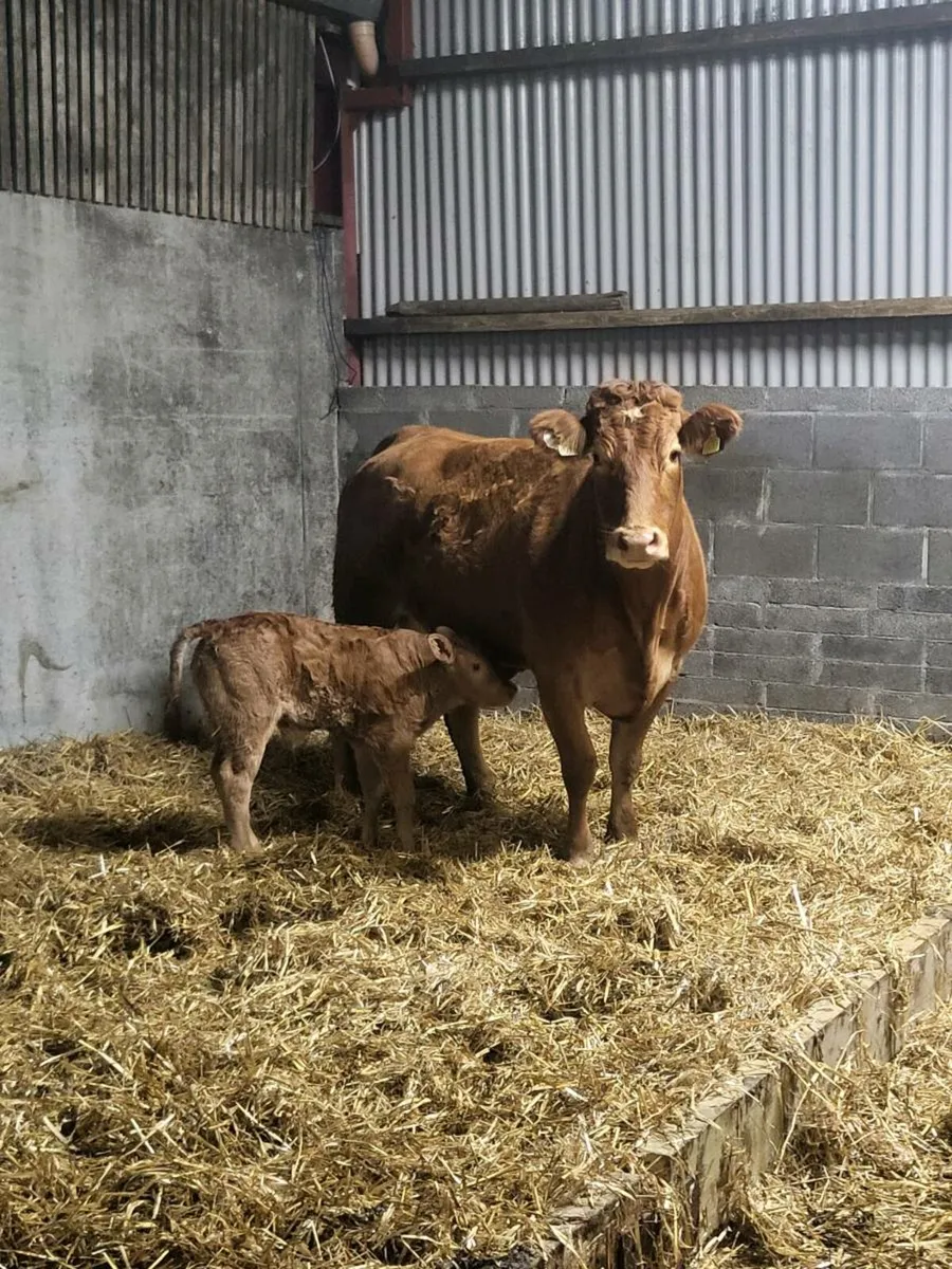 Super First Calved Heifer - Image 2