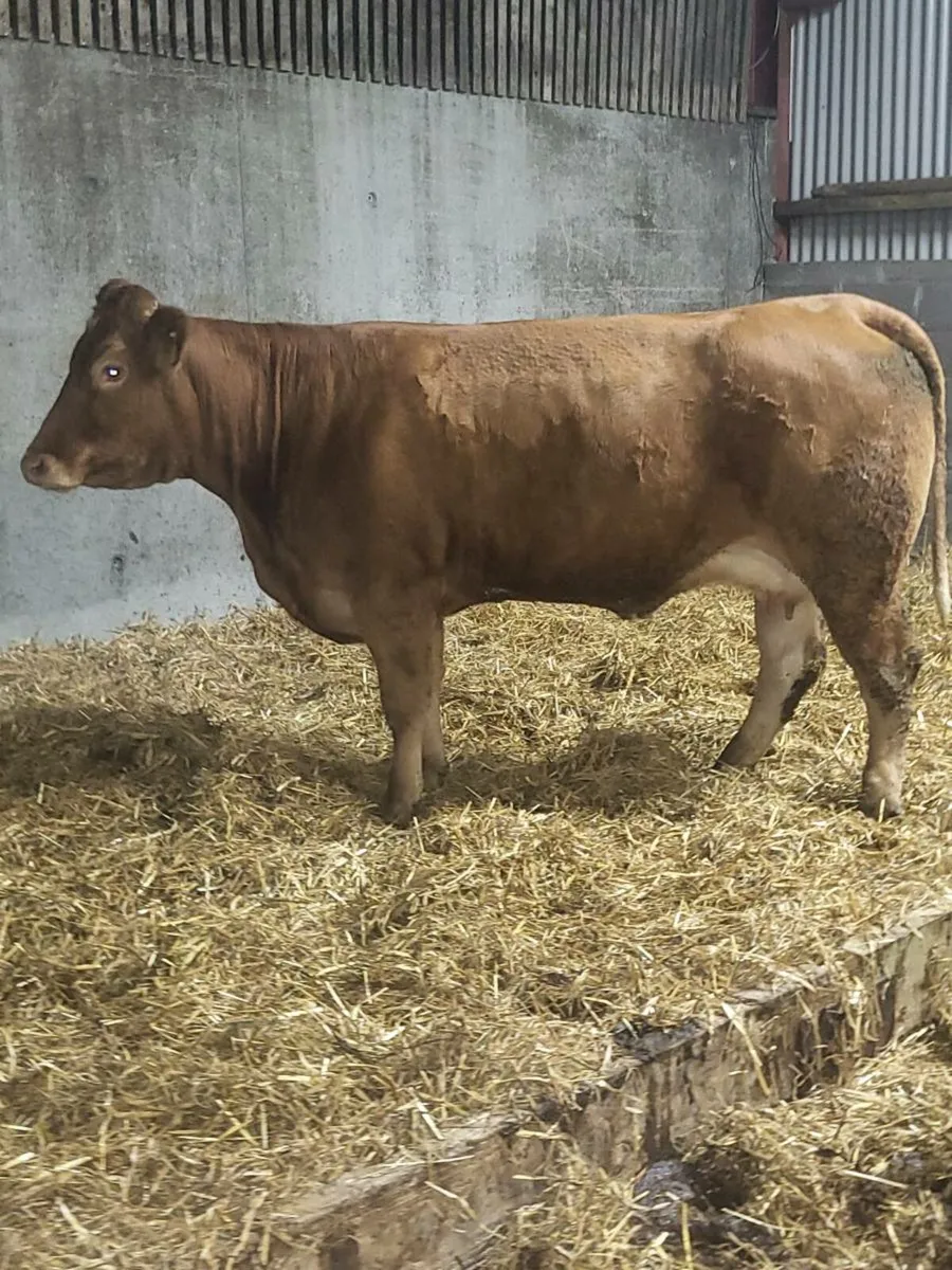 Super First Calved Heifer - Image 3