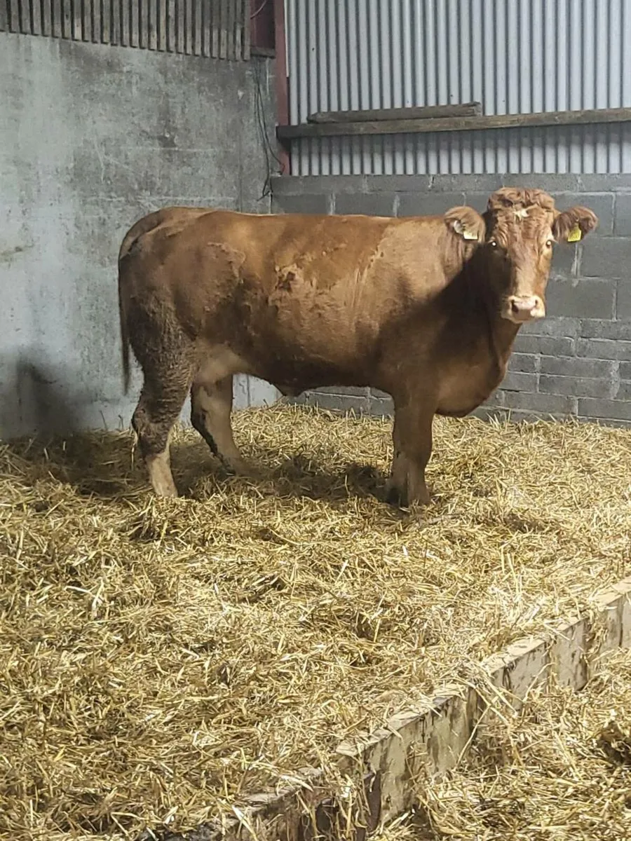 Super First Calved Heifer - Image 4