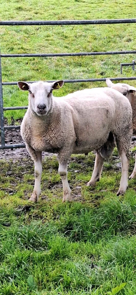 Charolais Ram - Image 1