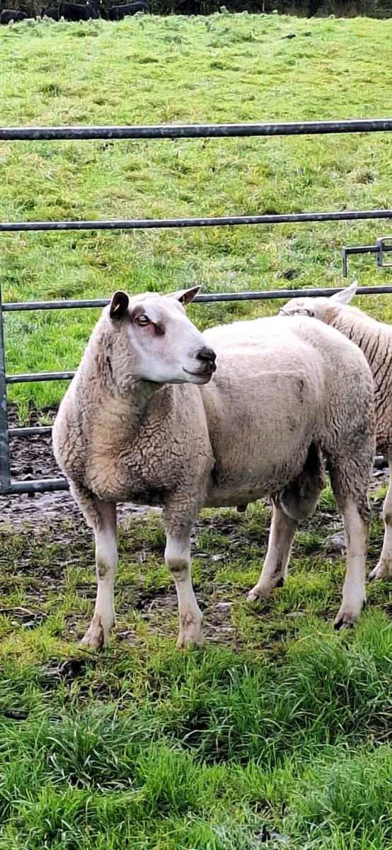 Charolais Ram - Image 2