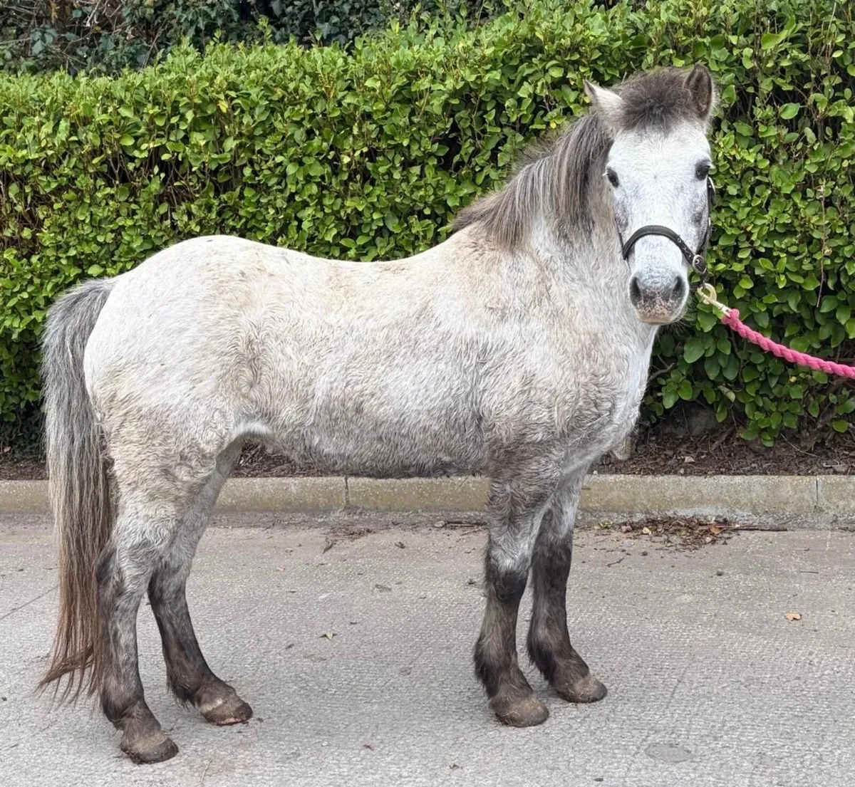 12.1hh pony - Image 1