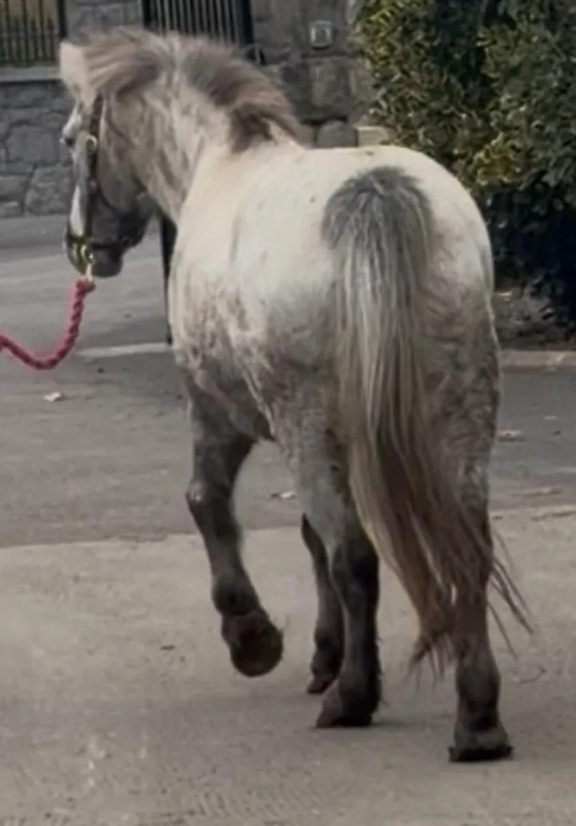 12.1hh pony - Image 2