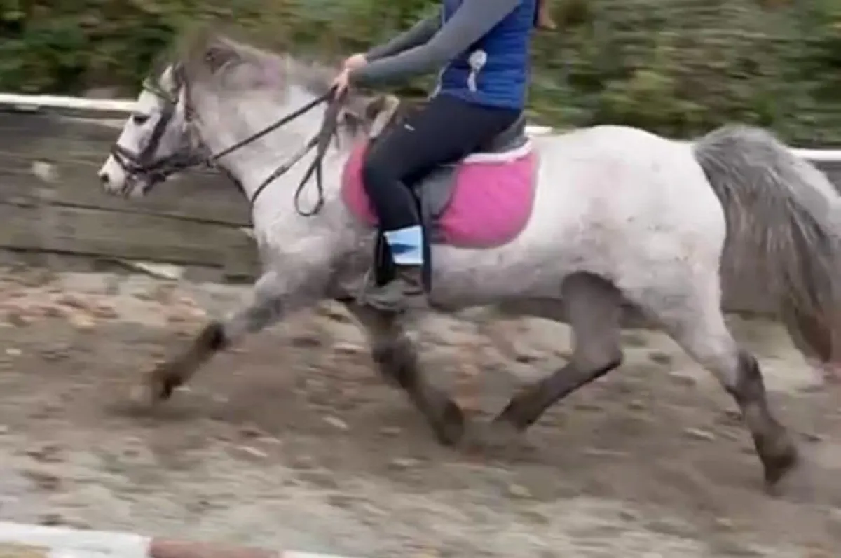 12.1hh pony - Image 3
