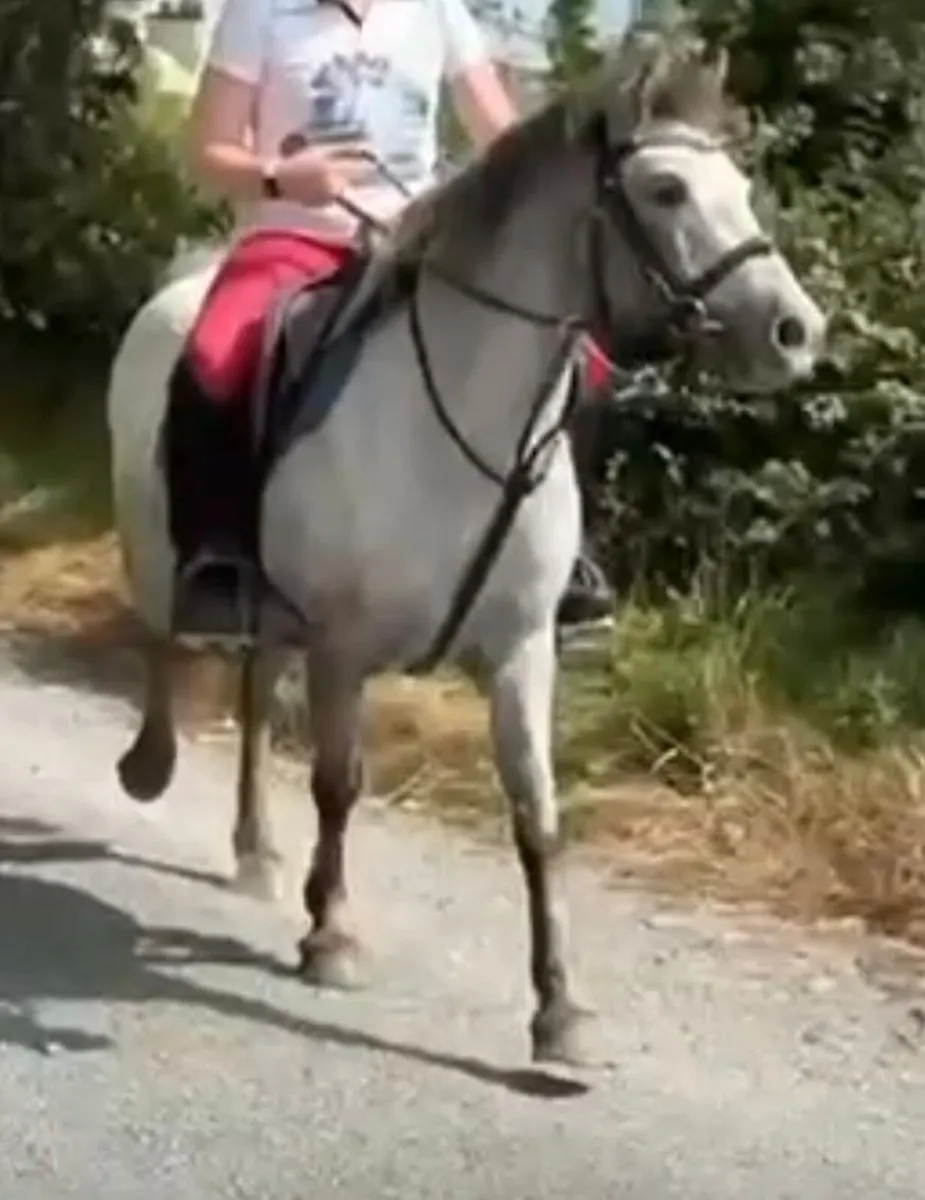 12.1hh pony - Image 4